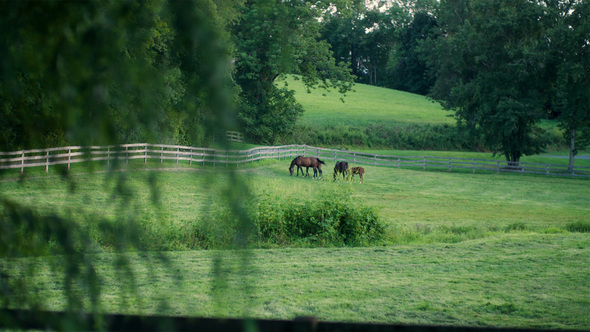 Horses on Farm 2