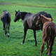 Horses on Farm - VideoHive Item for Sale