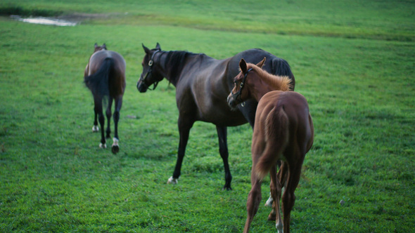 Horses on Farm