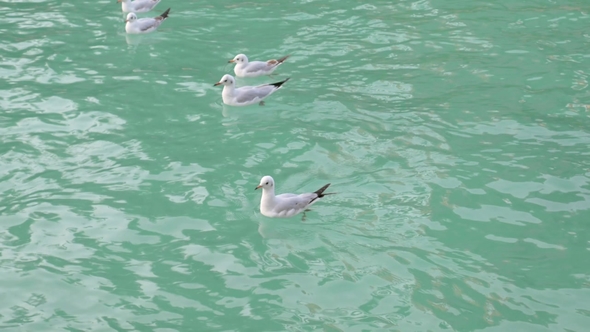 Flock of White Seagulls Floating on Turquoise Water of Sea in Daytime