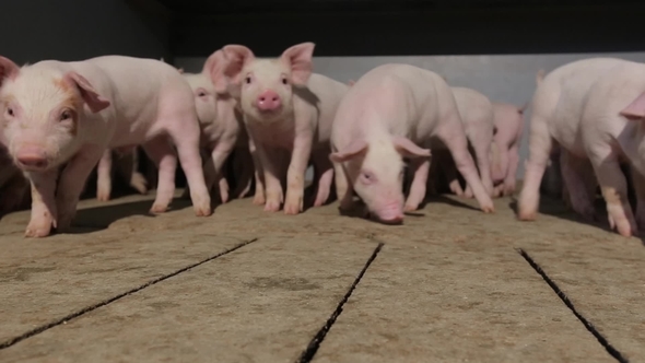 Beautiful Young Pigs on the Farm