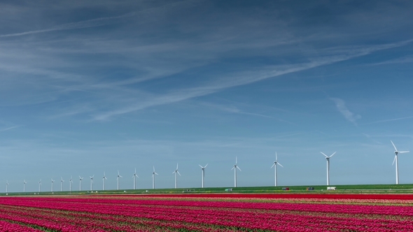 Modern Electrical Windmills Near Huge Red Tulip Field in Holland .Ecological Engineering