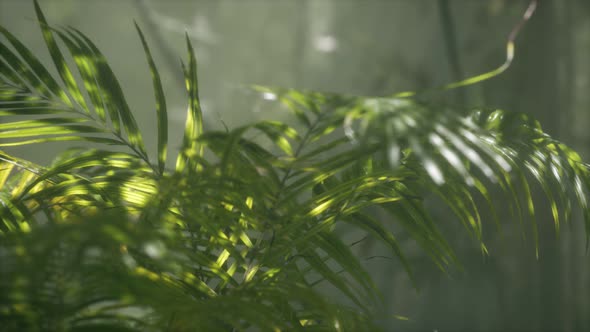 Bright Light Shining Through the Humid Misty Fog and Jungle Leaves alt
