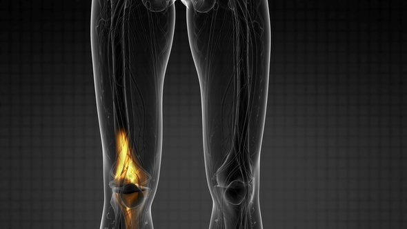 Knee Bones Anatomy, Motion Graphics | VideoHive