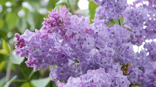 Branch with Flowering Lilac