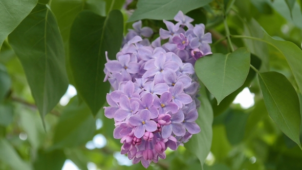 Branch with Flowering Lilac