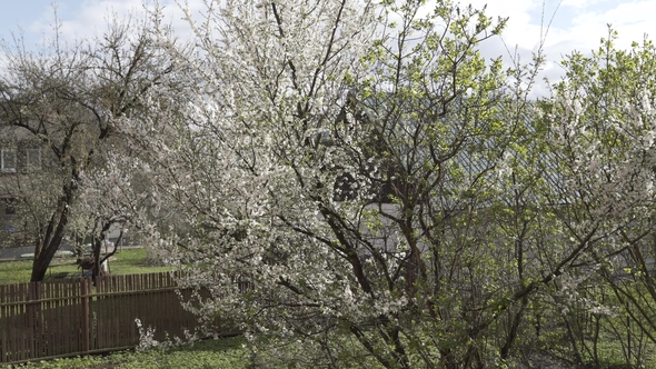 White Spring Tree Branch