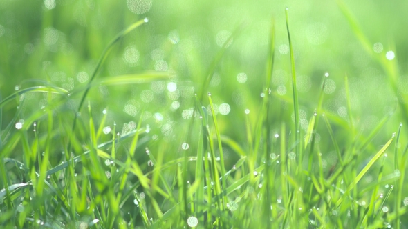 Drops of Water on the Grass. Morning Dew. Blurred Background