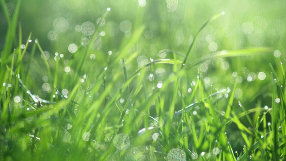 Drops of Water on the Grass. Morning Dew. Blurred Background