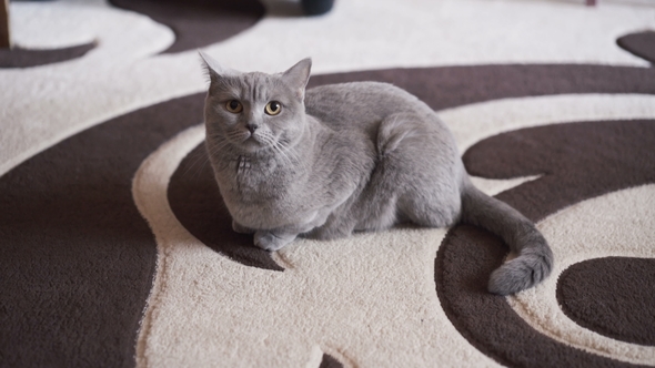Portrait of Proud Adorable British Cat Resting on Carpet , Stock Footage
