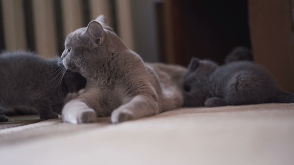 Mother Cat Plays with Kitties on Carpet. alt