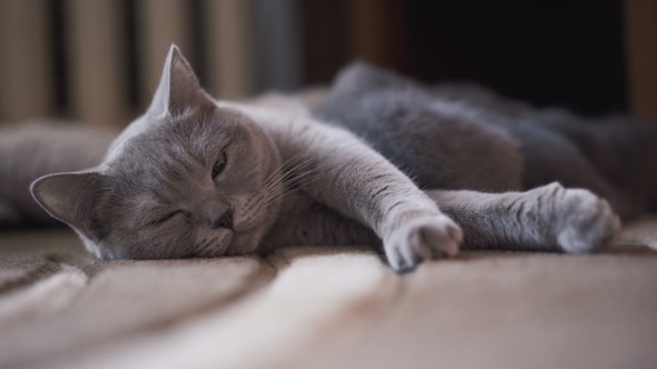 Portrait of Cute Scottish Fold Lying at Camera and Feeding Her Kitties alt