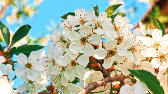 Cherry Tree Blossom at Spring alt