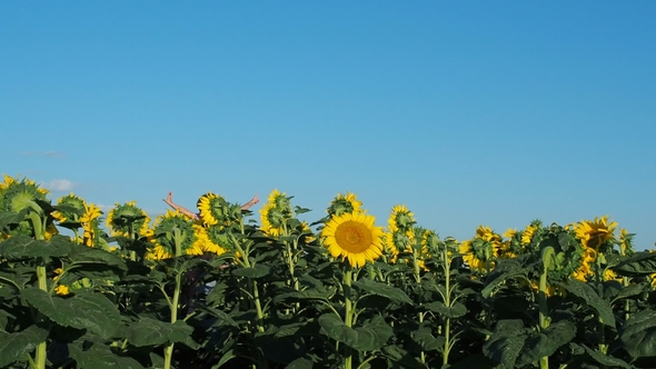 Father with a Child in Nature alt
