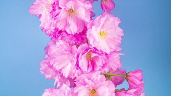 Pink Sakura Tree Flowers alt