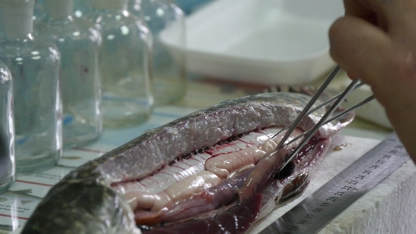Human Hands Draw Up Intestins of a Big Pike To Check the Pollution in a Lab