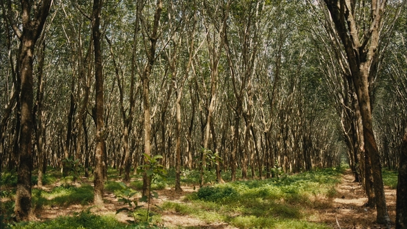 Forest of Rubber Trees