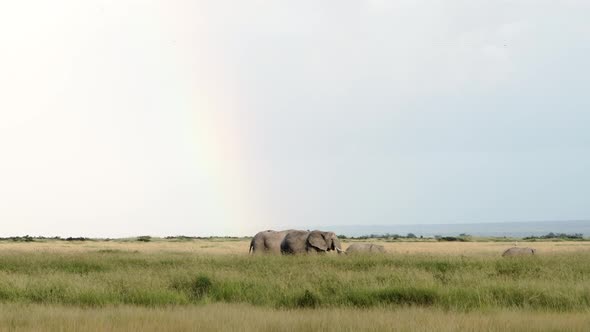 Elephants Under a Rainbow