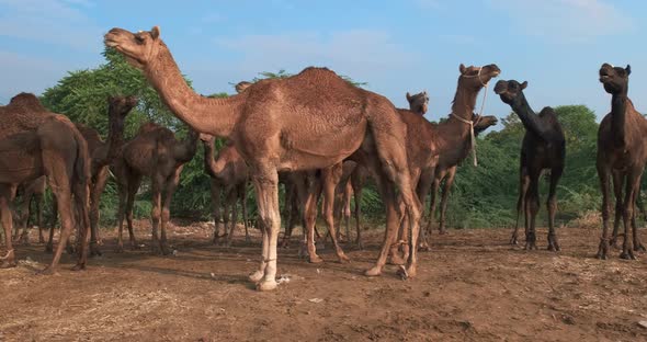 Herd of Camels at Pushkar Mela Camel Fair Festival alt