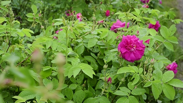 Red Blooming Peony Bush in the Garden in Summer