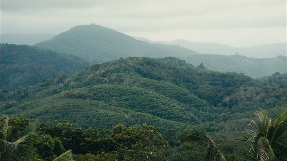 Tropical Jungle Landscape