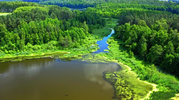Aerial view of green forest and lake alt