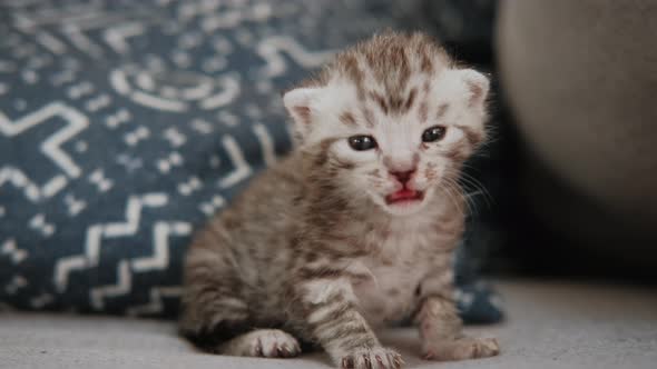 Close Up Portrait of a Small Newborn Gray Kitten is Sitting Alone alt