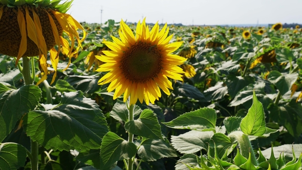 Sunflowers at Field