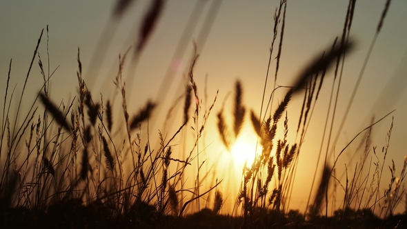 Spikelets at Sunset