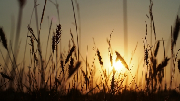 Spikelets at Sunset