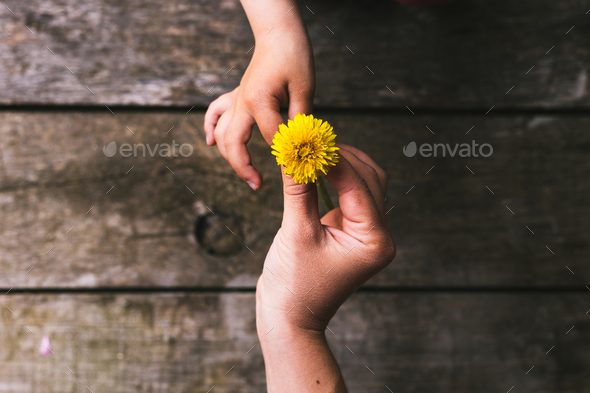 Parent and child hands handing flowers - Stock Photo - Images