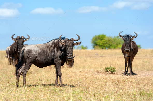 Wildebeest in National park of Africa Stock Photo by byrdyak | PhotoDune