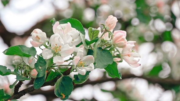 Apple Trees Flowers. the Seed-bearing Part of a Plant alt