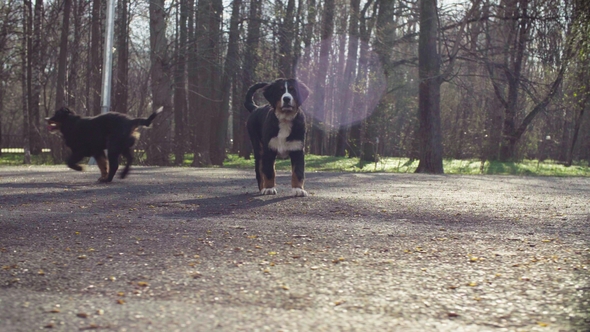 Bernese Shepherd Dog Puppies Running in a Park