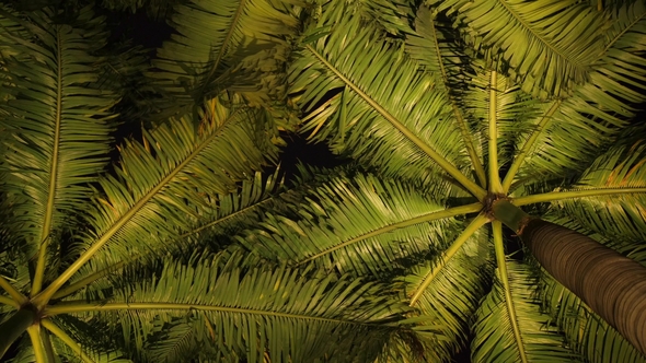 Palm Trees against Night Sky