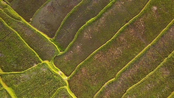 Rice Paddy Field Bali, Indonesia