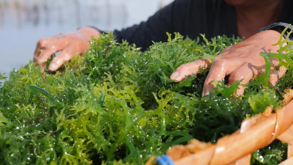 Algae Harvesting at Seaweed Farm Plantation at Nusa Penida Island, Bali ...