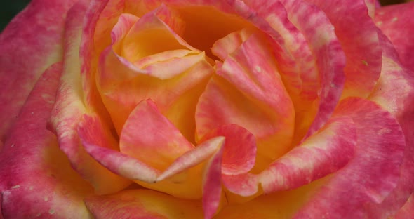 Detail of ornamental fresh roses. alt