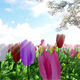 Tulips And Cherry Blossoms in Spring - VideoHive Item for Sale