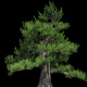 4K Japanese Pine Tree Growing Timelapse - VideoHive Item for Sale
