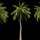 4K Beach Palms Growing Timelapse - VideoHive Item for Sale