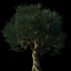 4K Olive Tree Growing Timelapse - VideoHive Item for Sale