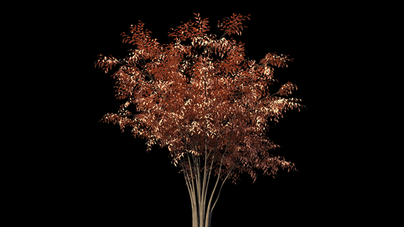 4K Barberri Tree Growing Timelapse alt