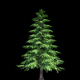 4K Yellow Cypress Tree Growing Timelapse - VideoHive Item for Sale