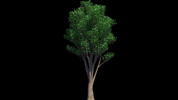 4K Heartwood Tree Growing Timelapse alt