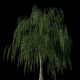 4K Weeping Willow Tree Growing Timelapse - VideoHive Item for Sale