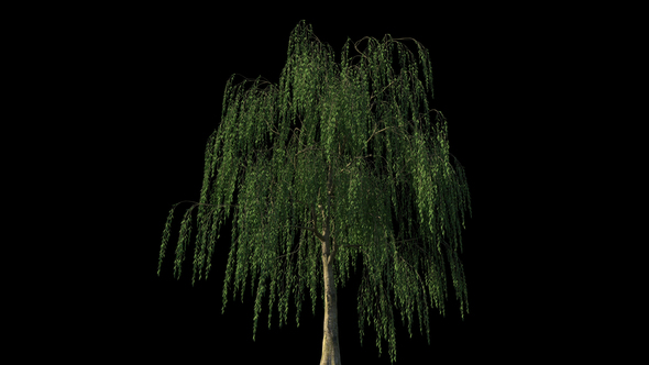 4k Weeping Willow Tree Growing, Will Weeping Willow Grow In Shader 1
