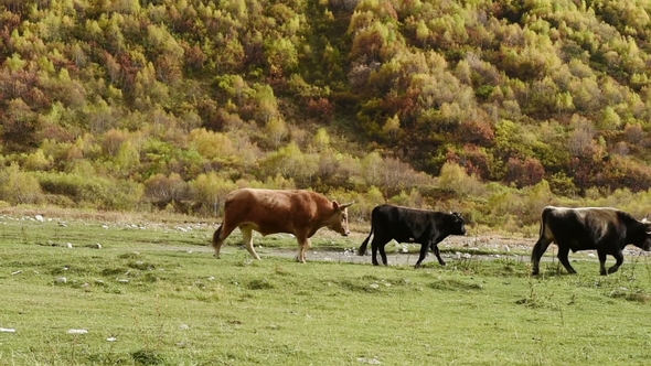 Grazing Cows in Amazing Touristic Place Near River in Mountain Valley at the Foot of Mt. Shkhara 5