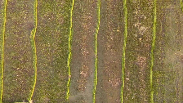 Rice Paddy Field. , Aerial. Bali, Indonesia.