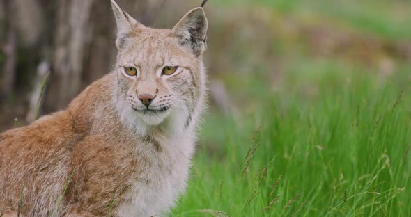 Closeup Portrait of European Lynx Sitting in the Forest